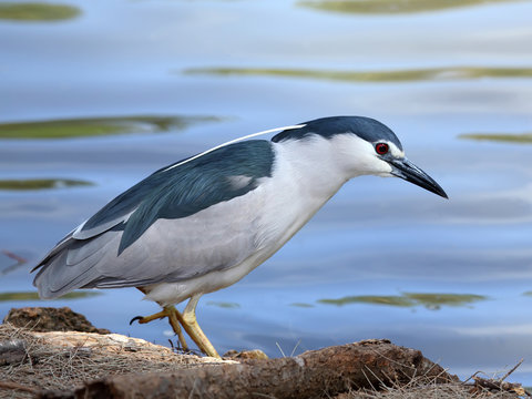 Black-crowned Night Heron (Nycticorax Nycticorax)