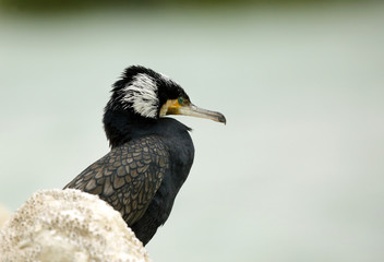 Great cormorant sitting