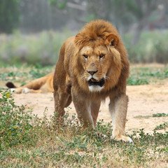 Naklejka na ściany i meble Close Up picture of a male lion on the grass