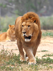 Close Up picture of a male lion on the grass