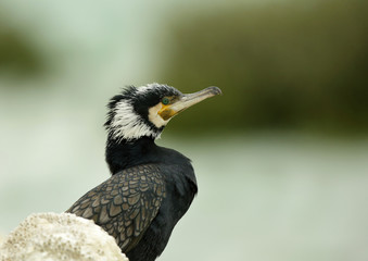 Great cormorant relaxing