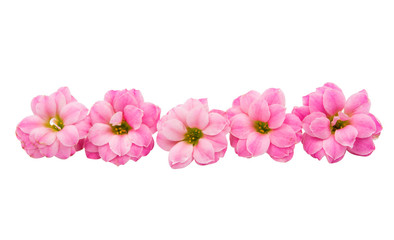 Naklejka na ściany i meble small pink flowers isolated