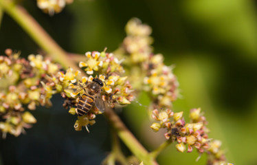 Obraz premium Bee collecting nectar from flower and insect pollinator in the nature