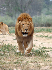 Close Up picture of a male lion on the grass