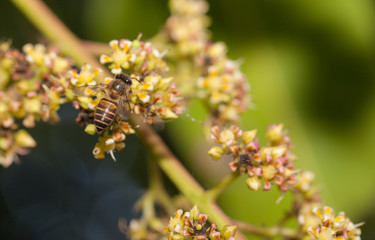 Bee collecting nectar from flower and insect pollinator in the nature