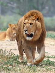 Close Up picture of a male lion on the grass