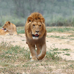 Close Up picture of a male lion on the grass