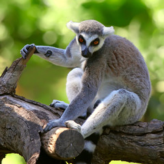close-up of a ring-tailed lemur in zoo