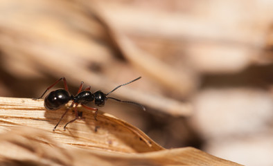 Black ant walking on the wooden