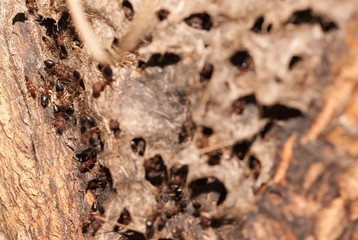 Small back ant nest on the tree