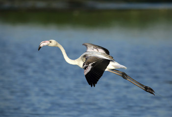 Greater Flamingo landing in Eker creek Bahrain