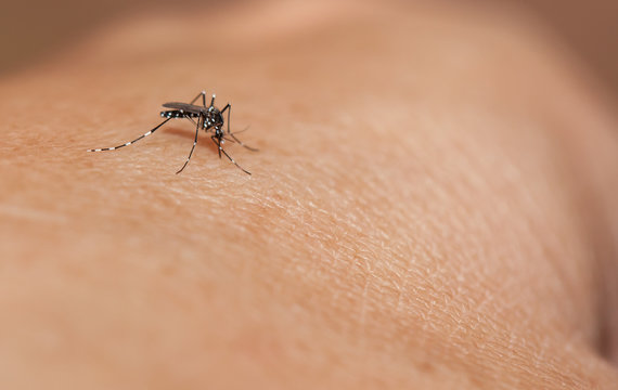 Aedes mosquito have noticeable white and black on their body and legs