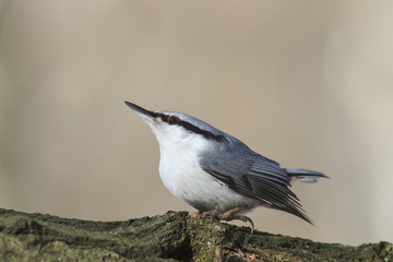 bird grey nuthatch 