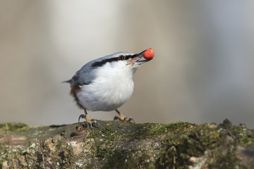 bird grey nuthatch with peanut in its beak