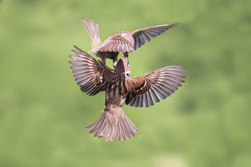 Obraz premium two birds fly Sparrow spread its wings