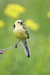 the yellow Wagtail sings on summer meadow