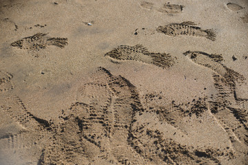 huellas peces