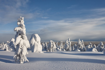 Sunny winter landscape in Lapland