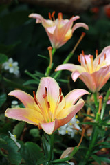 Beautifull winter Flowers