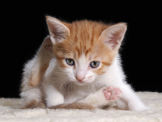 Funny Kitten sits having lifted a paw with pink heel. Background black. Kitten white with red. Kitten young, cute