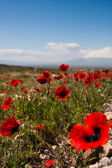 Obraz premium Red poppy field scene