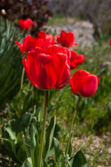 Red poppy field scene