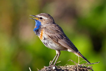 Bluethroat bird sings in the green grass