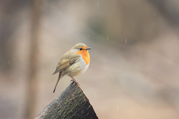 Robin on a tree in the rain