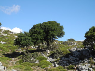 Obraz premium Landschaft auf Kreta