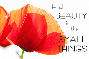Find beauty in the small things. Motivation inspiring quote