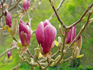 Fototapeta premium ungeöffnete Magnolienblüte