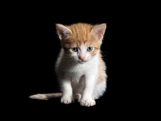 Fototapeta na wymiar Small cute kitten. Isolated black background. White kitten with a red, fluffy, beautiful fur 