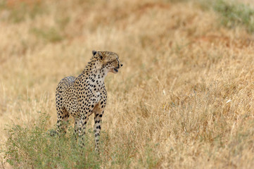 cheetah © Herbert