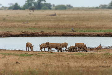 Fototapeta na wymiar warthog in the savannah of africa