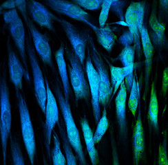 Real fluorescence microscopic view of human skin cells