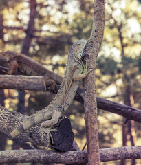 iguana reptile sitting on the tree