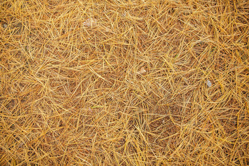 Background of dry faded grass/Dry faded grass/Background of dry faded grass