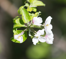flowers on apple tree in nature