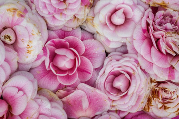 Lush flowers camellia