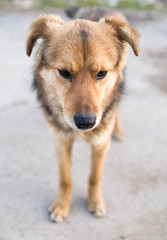 Portrait of a dog on the nature