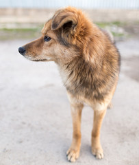 Portrait of a dog on the nature