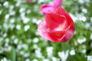 Fototapeta na wymiar tulipe olorée