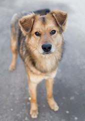Portrait of a dog on the nature