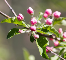 beautiful flowers on the apple tree in nature