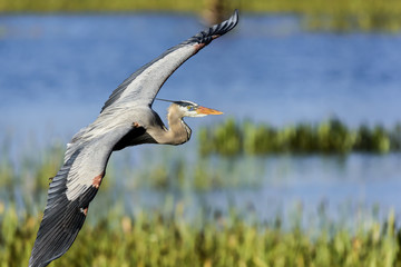 Great Blue Heron