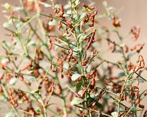 prickly plant with needles in nature