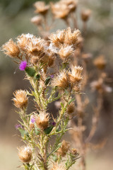 Obraz premium prickly plant with needles in nature