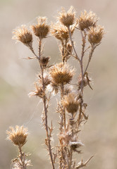 prickly plant with needles in nature