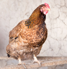 portrait of a chicken farm