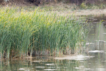 green reeds in a lake in nature